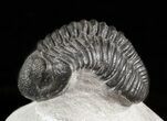 Nice Pedinopariops Trilobite - Mrakib, Morocco #45965-2